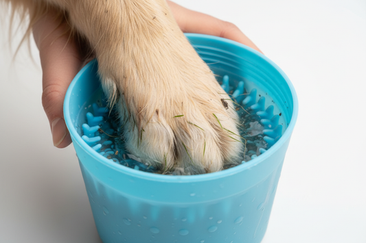 How to Clean Your Dog’s Paws After Walks (Without Stress)